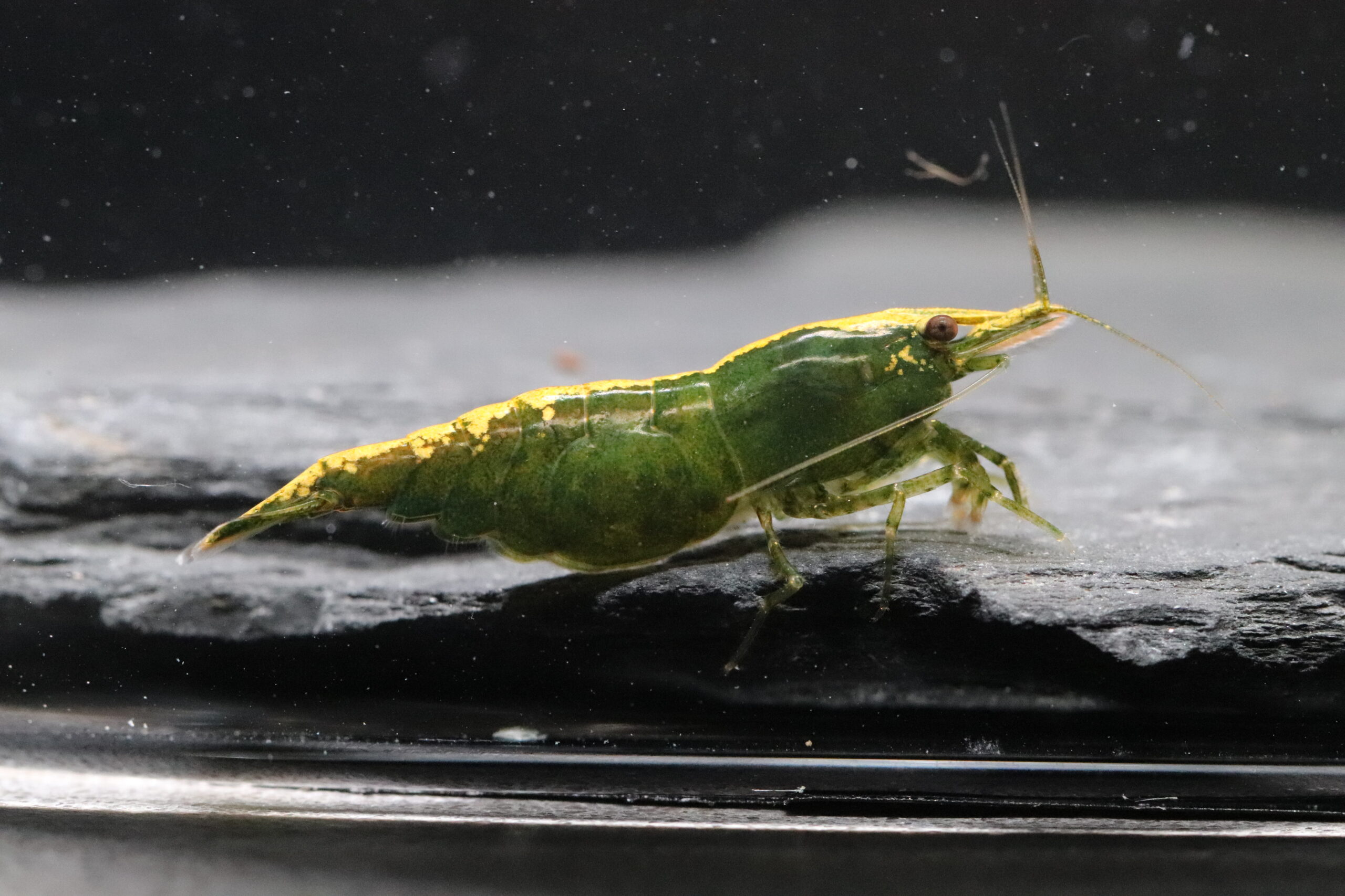 Neocaridina