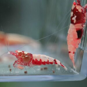 4x Caridina - Boa Red OE