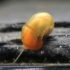 Planorbe Orange (S)