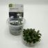 Bucephalandra Red