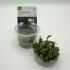 Bucephalandra Green