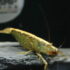 Crevette Bambou - Atyopsis Moluccensis (M-L 5-7cm)