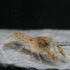 Ecrevisse Naine - Cambarellus Patzcuarensis