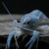Procambarus Alleni Blue (M 5-6cm)