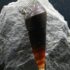 Faunus Bicolor (M 3-4cm)
