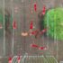 8x Caridina Bee - Red Santa One Stripe