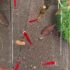 5x Caridina Bee - Red Santa