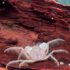 Micro Crabe Pour Aquarium - Limnopilos Naiyanetre (0,5-1cm)