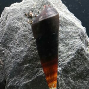 Faunus Bicolor (M 3-4cm)