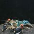CHERAX NIGLI (L 10-12cm) RARE!