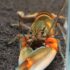 CHERAX PECKNYI BLUE CLAW (L 8-10cm)