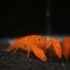 CHERAX ORANGE (M 5-7cm)