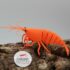 3D - Orange Sakura