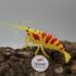 3D - Calceo Bee