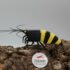 3D - Black Yellow Bee
