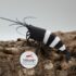3D - Black Bee