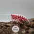 3D Deluxe  - Red Snowflake