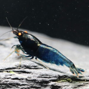 Blue Devil OE