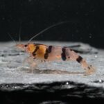 Shrimp Caridina Raccoon Tiger