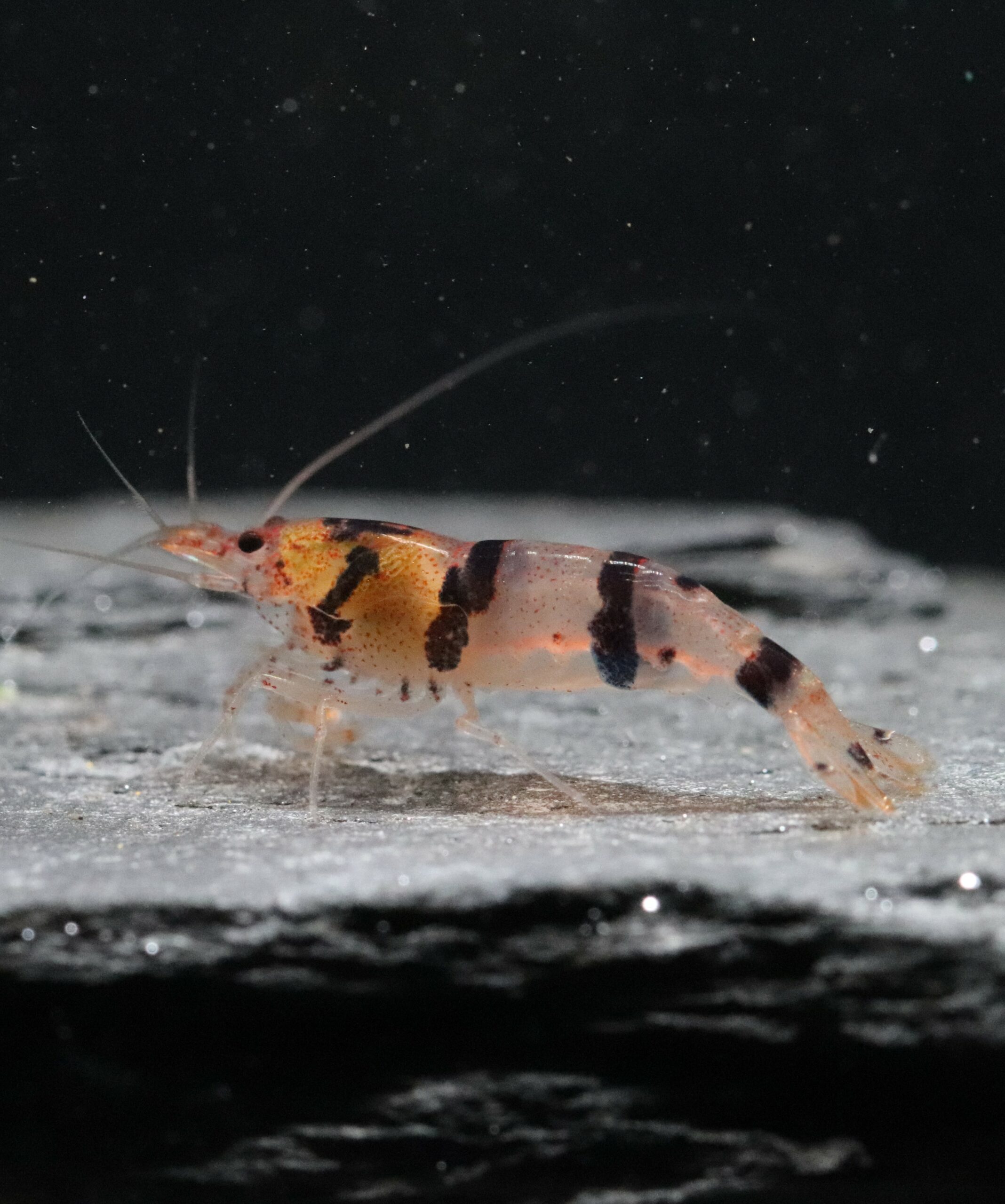 Shrimp Caridina Raccoon Tiger