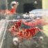 Lot 5x Caridina Fancy Tiger Red