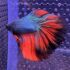 Betta - HalfMoon Dragon (Mâle)