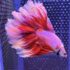 Betta - HalfMoon Butterfly (Mâle)