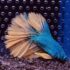 Betta - HalfMoon Mustard (Mâle)