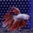 Betta - Crowntail Dragon (Mâle)