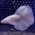 Betta - HalfMoon Dumbo Ear White (Mâle)