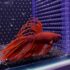 Betta - Crowntail (Mâle)