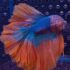 Betta - HalfMoon (Mâle)