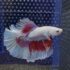 Betta - HalfMoon (Mâle)
