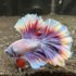 Betta - HalfMoon Butterfly (Mâle)