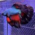 Betta - HalfMoon Dragon (Mâle)