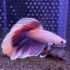 Betta - HalfMoon Lavender (Mâle)