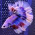 Betta - HalfMoon Lavender (Mâle)