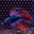 Betta - Crowntail Thai Flag (Mâle)