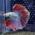 Betta - HalfMoon (Mâle)