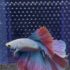 Betta - HalfMoon (Mâle)