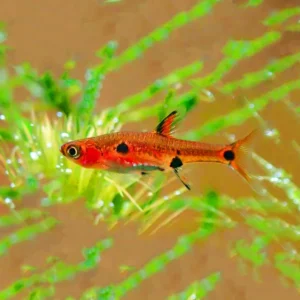 Rasbora Maculatus (M)