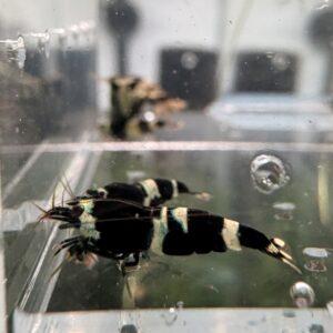 Lot 10x Caridina Blue Panda