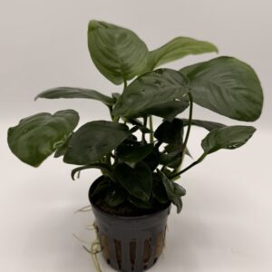 Anubias Barteri - En Pot