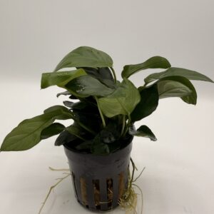 Anubias Nana - En Pot